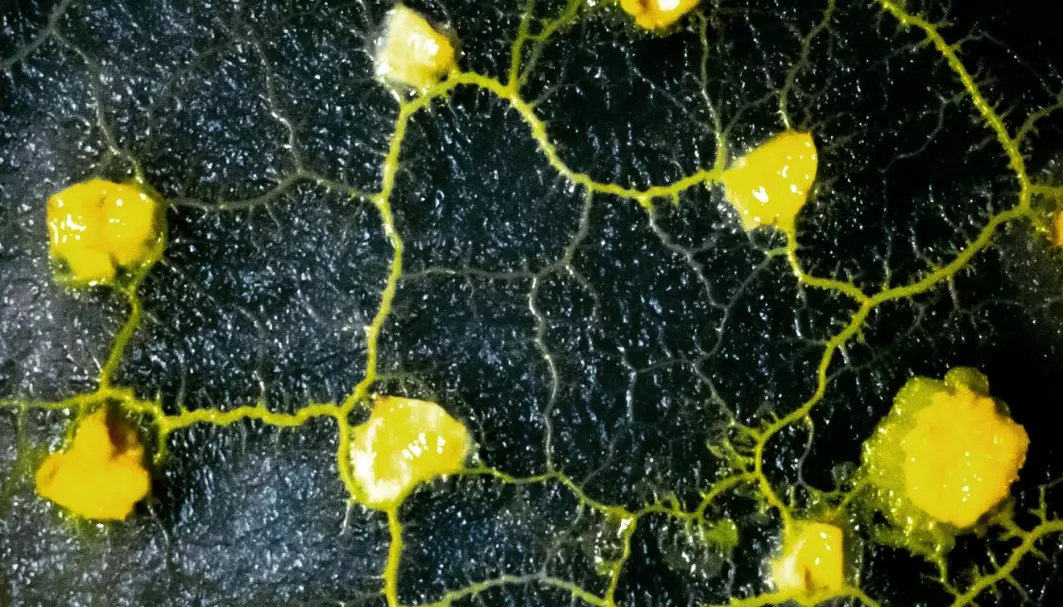 Forskere vil se hva som skjer når slimsoppen vokser i vektløs tilstand.