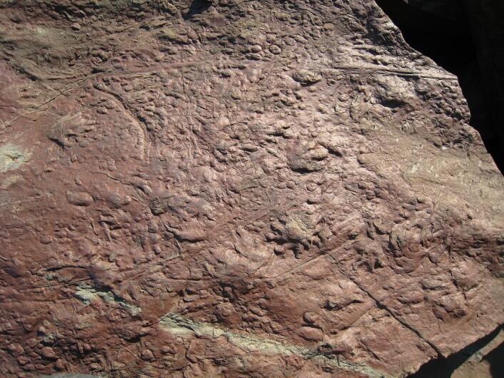 "Her er de over 300 millioner år gamle sporene etter tetrapoden. (Foto: Dr. Howard Falcon-Lang)" "Her er de over 300 millioner år gamle sporene etter tetrapoden. (Foto: Dr. Howard Falcon-Lang)"