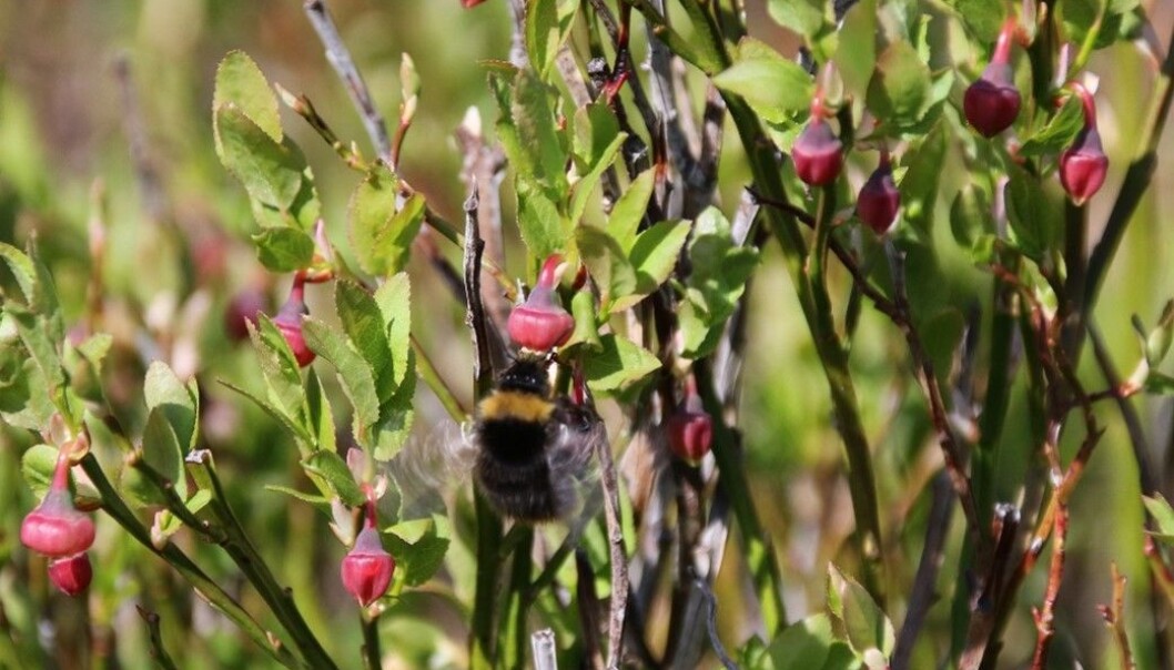 Humlene trumfar dei fleste andre insekt med ferda si frå blomster til blomster. Med sine vibrerande og hårete kroppar er dei livsviktige for blåbærhausten. (Foto. S.J. Hegland) Humlene trumfar dei fleste andre insekt med ferda si frå blomster til blomster. Med sine vibrerande og hårete kroppar er dei livsviktige for blåbærhausten. (Foto. S.J. Hegland)