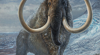 Forskere har kartlagt mammutens vandringer gjennom Alaska