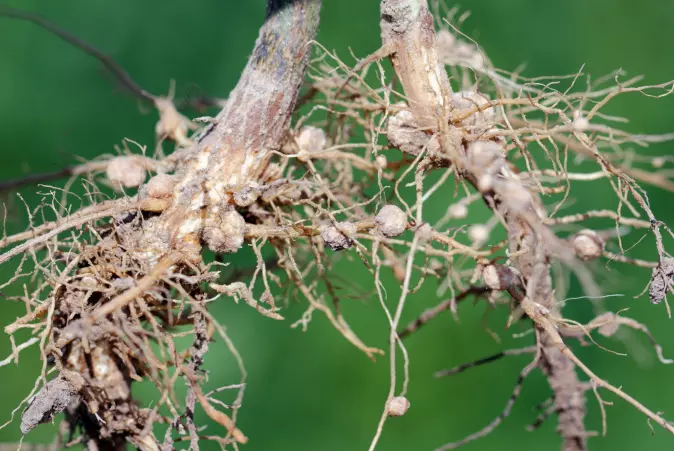 Rotknuter på en soyabønneplante. Nitrogenfikserende bakterier lever i disse.