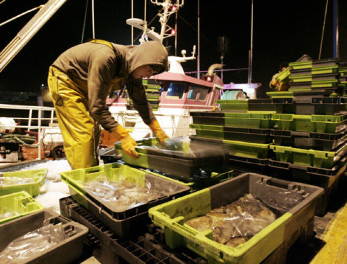 Det er håp for verdens fiskebestander, mener forskere som har studert utviklingen i ti havområder. (Foto: Colourbox)