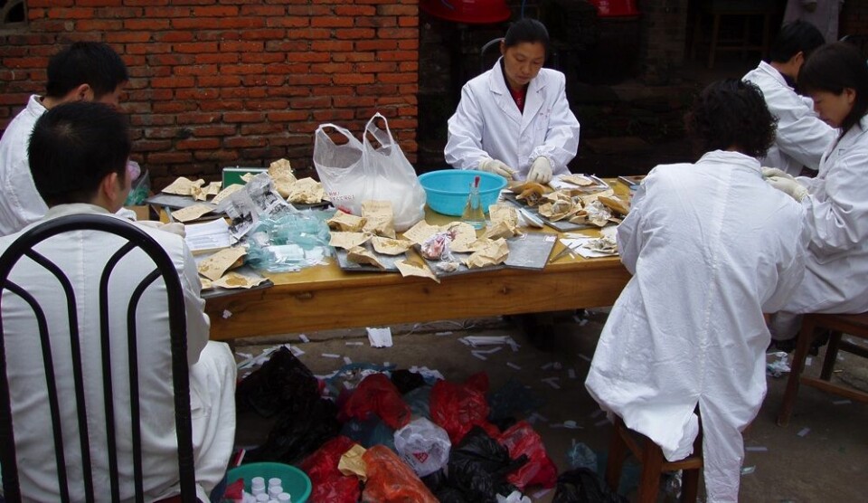 Forskningsteamet analyserer over 1700 avføringsprøver i Anhuiprovinsen i Kina. Avføringsprøvene kom i små brune papirposer. På grunn av varmen og mangel på egnede laboratorier ble mesteparten av denne jobben gjort utendørs. (Foto: Tore Lier)