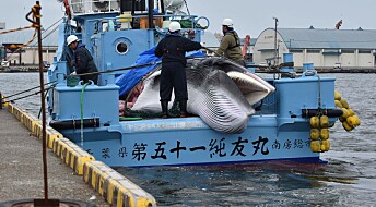Norge slipper billigere unna hvalfangst­kritikk enn «bar­bariske» Japan