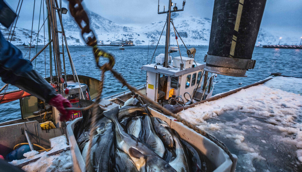 Bak den gode fangsten av skrei skjuler det seg et tydelig bilde på hva klimaendringer fører til. Bak den gode fangsten av skrei skjuler det seg et tydelig bilde på hva klimaendringer fører til.