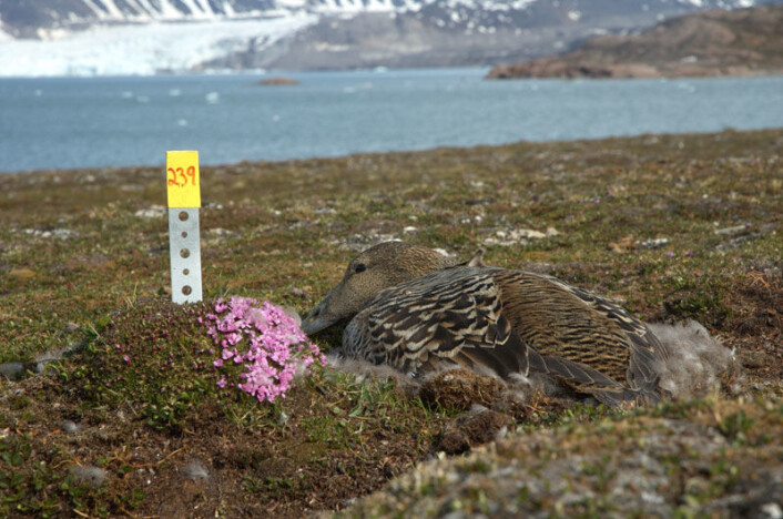 Ærfuglhunn på reiret i Kongsfjorden på Svalbard. (Foto: Sveinn Are Hanssen) Ærfuglhunn på reiret i Kongsfjorden på Svalbard. (Foto: Sveinn Are Hanssen)