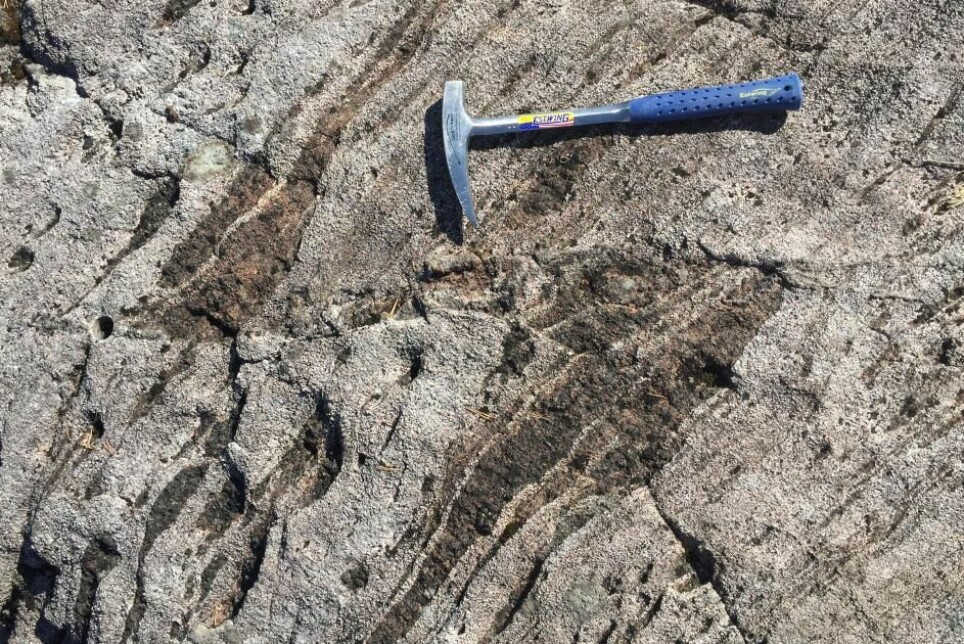 De mørke stripene viser at bergartene har flyttet seg 20–30 centimeter under ett jordskjelv for cirka 430 millioner år siden. Bildet er tatt på Holsnøy nord for Bergen.