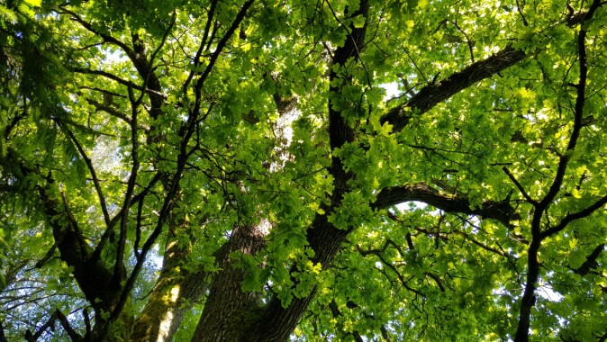 Eikeskogen i Norge har lenge vært kjent som et svært viktig leveområde for en mengde ulike arter. Eikeskogen i Norge har lenge vært kjent som et svært viktig leveområde for en mengde ulike arter.