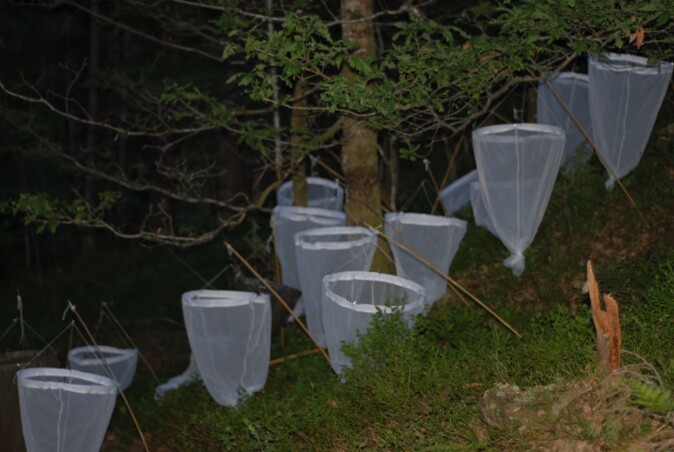Etter gassing falt insektene ned i store nett på bakken under trærne. Etter gassing falt insektene ned i store nett på bakken under trærne.