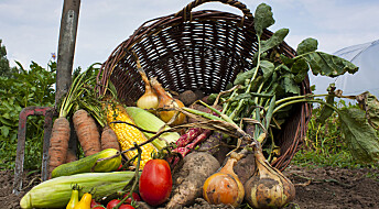 Er økologisk mat sunnere enn annen mat?