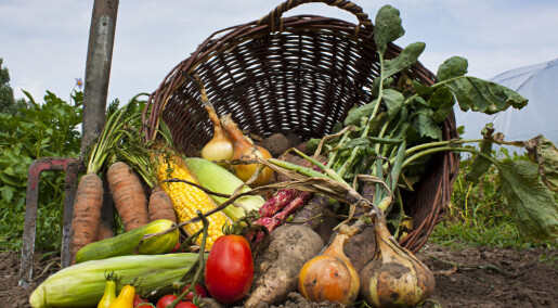 Er økologisk mat sunnere enn annen mat?