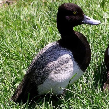 "Purpurhodeandas penis utvider seg i parringssesongen - og ekstra dersom konkurransen om damene er sterk. (Foto: Chris huh/Wikimedia Commons)" "Purpurhodeandas penis utvider seg i parringssesongen - og ekstra dersom konkurransen om damene er sterk. (Foto: Chris huh/Wikimedia Commons)"