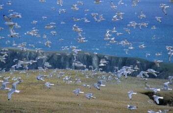 I tre år har forskere fulgt krykkjer og alkekonger i Kongsfjorden ved Ny-Ålesund for å undersøke hvordan fuglene reagerte på et varmere klima. Foto: Hallvard Strøm, Norsk polarinstitutt I tre år har forskere fulgt krykkjer og alkekonger i Kongsfjorden ved Ny-Ålesund for å undersøke hvordan fuglene reagerte på et varmere klima. Foto: Hallvard Strøm, Norsk polarinstitutt