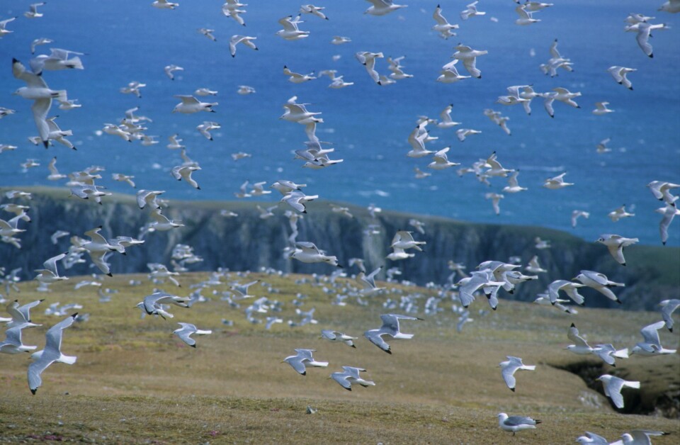 I tre år har forskere fulgt krykkjer og alkekonger i Kongsfjorden ved Ny-Ålesund for å undersøke hvordan fuglene reagerte på et varmere klima. Foto: Hallvard Strøm, Norsk polarinstitutt