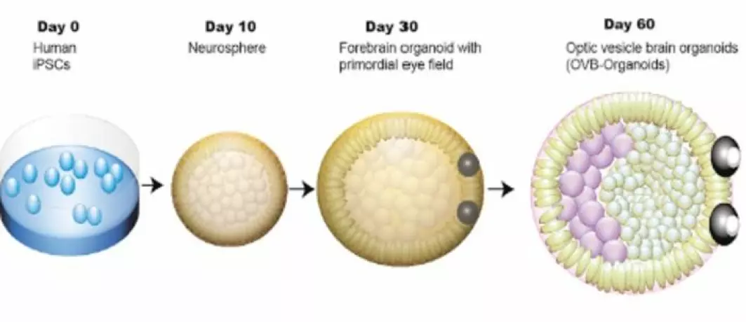 Her ser du hvordan mini-hjernene vokste på 60 dager. Fra stamcelle til mini-hjerne med øyne.
