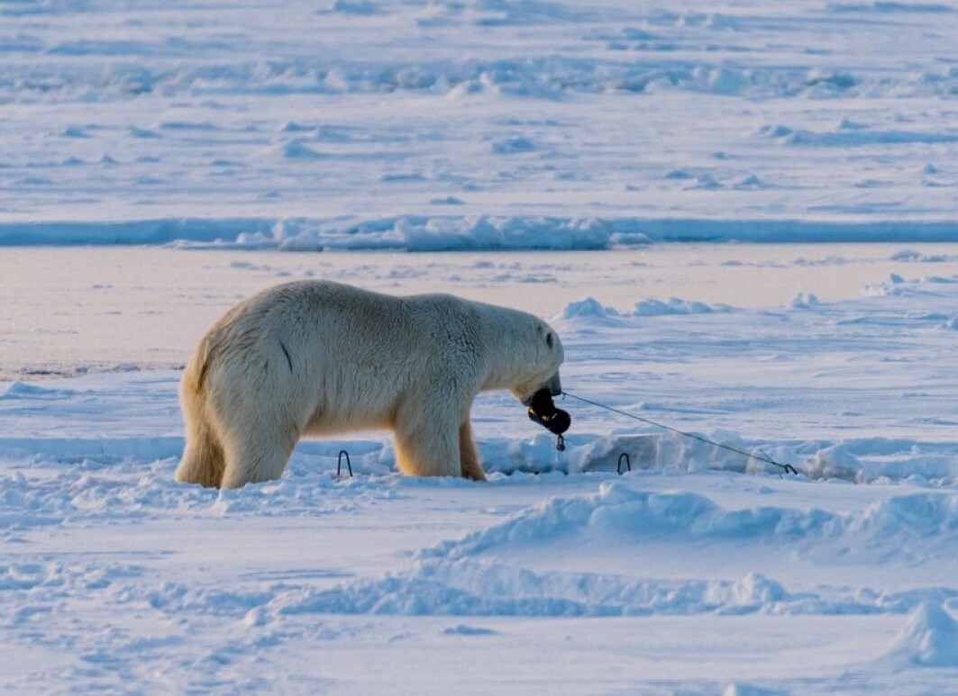 Not all fieldwork go as planned. The amphipod traps were suppose to attract tiny creatures, but ended up being a snack for the King of the Arctic instead. Not all fieldwork go as planned. The amphipod traps were suppose to attract tiny creatures, but ended up being a snack for the King of the Arctic instead.