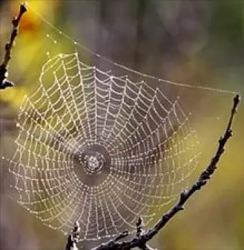 Hjulspinneredderkoppens nett, slik det ser ut på jorda. (Foto: Wikimedia Commons)