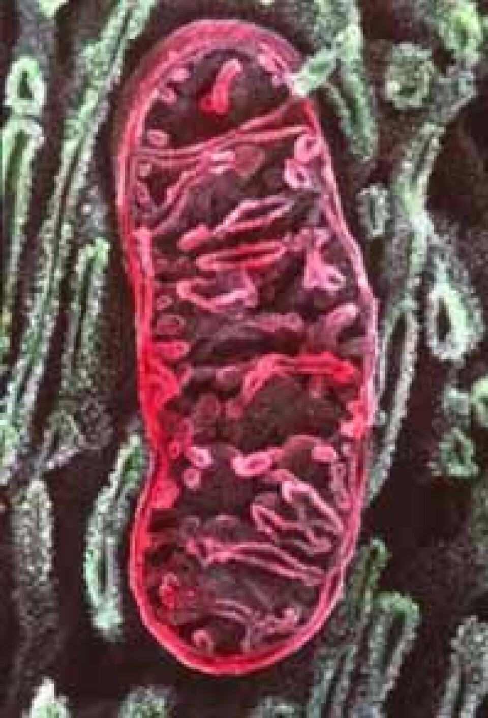 'Mitokondriene er gamle bakterier, nå en del av cellen.'