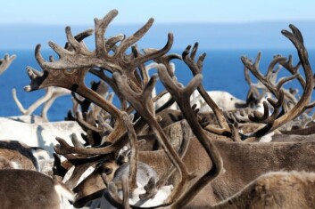 Stor tetthet av rein på sommerbeite gir mindre dyr. Prosjektet "Økosystem Finnmark" konkluderer også med at forvaltningen av reinnæringen er for kompleks. Stor tetthet av rein på sommerbeite gir mindre dyr. Prosjektet "Økosystem Finnmark" konkluderer også med at forvaltningen av reinnæringen er for kompleks.