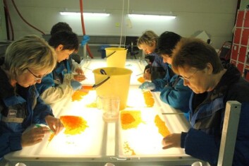 En erfaren eggsorterer kan ta unna mellom 4000 og 5000 egg i timen – maskinen klarer over 100 000. (Foto: Aqua Gen AS) En erfaren eggsorterer kan ta unna mellom 4000 og 5000 egg i timen – maskinen klarer over 100 000. (Foto: Aqua Gen AS)