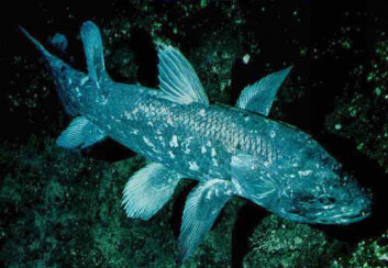 "Kvastfinnefisk" "Kvastfinnefisk"