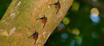 Flaggermus-unger lærer å kommunisere ved å bable