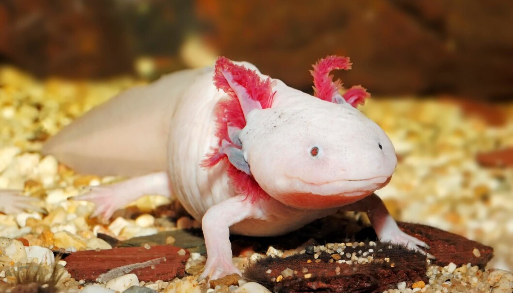 Salamanderen Axolotl ser ung ut hele livet, selv etter at den er kjønnsmoden og kan få unger. Salamanderen Axolotl ser ung ut hele livet, selv etter at den er kjønnsmoden og kan få unger.