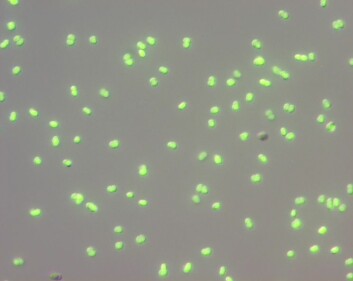 Dette bildet viser D. Radiodurans som produserer nitrogenoksid. Dette registreres ved hjelp av en reaksjon med et stoff som genererer grønn fluorescens. (Foto: Brian Crane)
