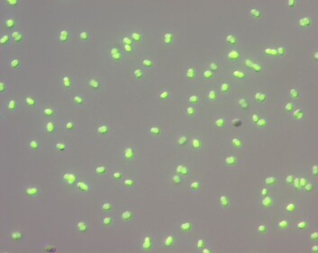 Dette bildet viser D. Radiodurans som produserer nitrogenoksid. Dette registreres ved hjelp av en reaksjon med et stoff som genererer grønn fluorescens. (Foto: Brian Crane) Dette bildet viser D. Radiodurans som produserer nitrogenoksid. Dette registreres ved hjelp av en reaksjon med et stoff som genererer grønn fluorescens. (Foto: Brian Crane)
