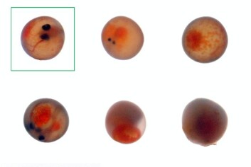 Friske fiskeegg har to øyne. Egg med avvik kan ikke brukes til oppdrett. (Foto: Aqua Gen AS) Friske fiskeegg har to øyne. Egg med avvik kan ikke brukes til oppdrett. (Foto: Aqua Gen AS)