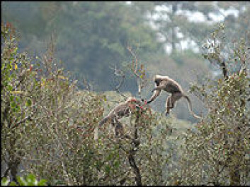 "The highland mangabey" "The highland mangabey"
