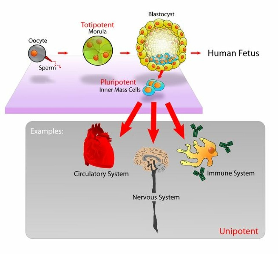 Oversikt over stamceller på de forskjellige stadiene av fosterutvikling (Illustrasjon: Mike Jones/Wikimedia Creative Commons)