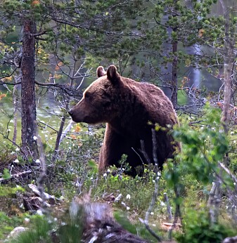 Brunbjørner født etter 1995 hadde lavere nivåer av resistente bakterier. Brunbjørner født etter 1995 hadde lavere nivåer av resistente bakterier.