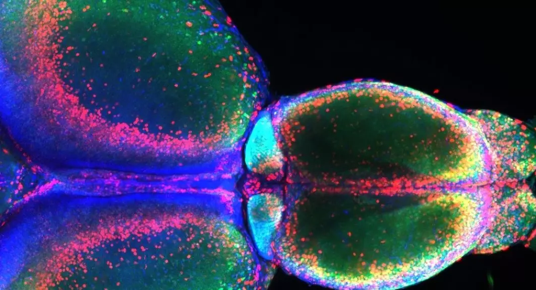 Bildet viser forhjernen (øvre halvdel) og mellomhjerne (nedre halvdel) i en ung sebrafisk. Habenula (turkis) er de små kjernene i midten av de to store strukturene.