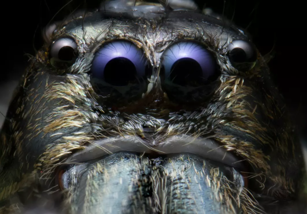 Portrett av en edderkopp. Dette er en hoppe-edderkopp som finnes ikke i Norge, men som lever i Thailand.