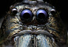Edderkopp () Edderkopp