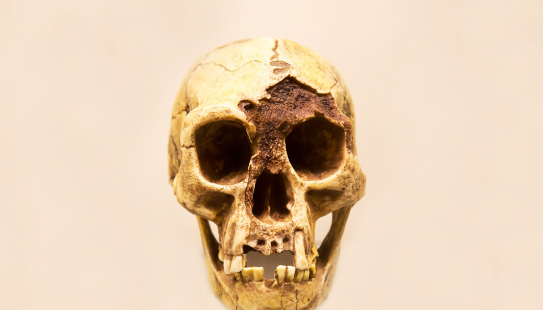 Forskere har undersøkt skallen til det omdiskuterte «hobbit-mennesket», Homo floresiensis. De mener kjeven var for svak til å tygge kraftige kjøttstykker. Forskere har undersøkt skallen til det omdiskuterte «hobbit-mennesket», Homo floresiensis. De mener kjeven var for svak til å tygge kraftige kjøttstykker.