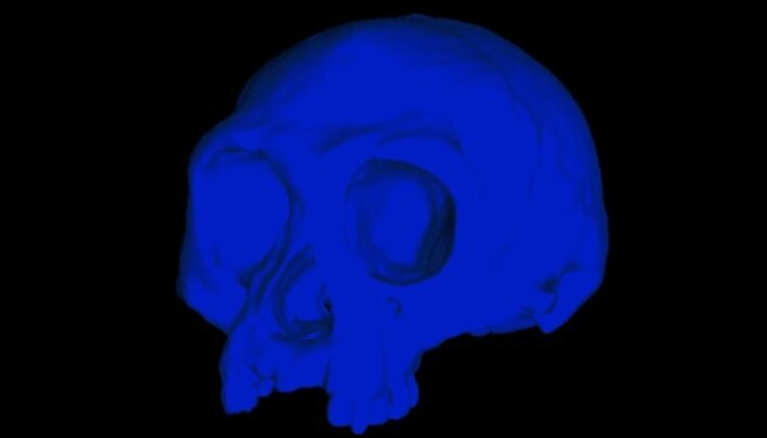 Forskerne lagde en datamodell av skallen til <span class=" italic" data-lab-italic_desktop="italic">Homo floresiensis</span>. Forskerne lagde en datamodell av skallen til <span class=" italic" data-lab-italic_desktop="italic">Homo floresiensis</span>.
