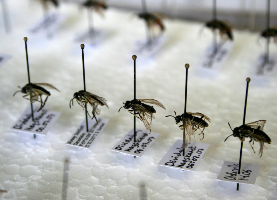 Insektssamlinger kan holde seg svært lenge dersom man tørker individene. Foto: Randi M. Solhaug