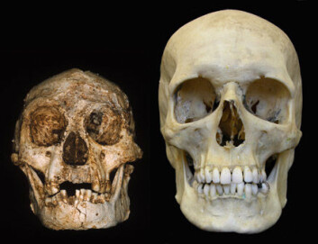 "To hodeskaller: Homo floresiensis ved siden av det moderne mennesket." "To hodeskaller: Homo floresiensis ved siden av det moderne mennesket."