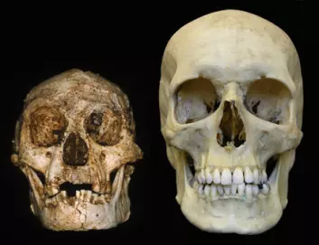 "To hodeskaller: Homo floresiensis ved siden av det moderne mennesket."