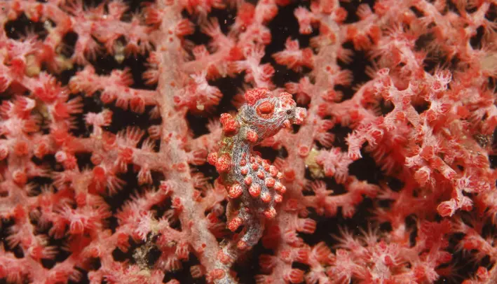 Sjøhesten ankrer seg fast til koraller og annet mens den venter på at maten kommer svømmende. Og den kan være rimelig godt kamuflert, som du ser. Eller ikke ser.