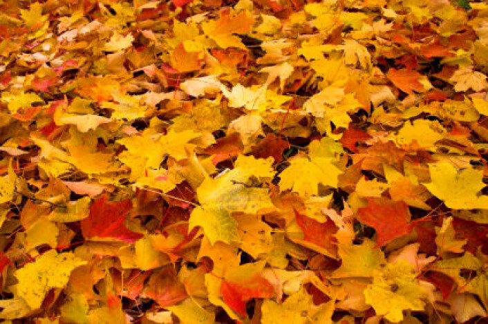 "Leafsnap-appen skal gjøre det enklere for naturinteresserte å bidra til vitenskapen. (Illustrasjonsfoto: iStockphoto)" "Leafsnap-appen skal gjøre det enklere for naturinteresserte å bidra til vitenskapen. (Illustrasjonsfoto: iStockphoto)"