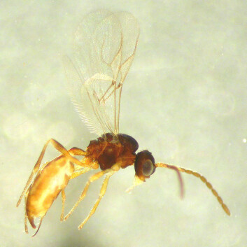 Snyltevepsen (Binodoxys angelicae). (Foto: Karin Westrum) Snyltevepsen (Binodoxys angelicae). (Foto: Karin Westrum)