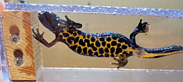 Utrydningstruede salamandere skal telles med app