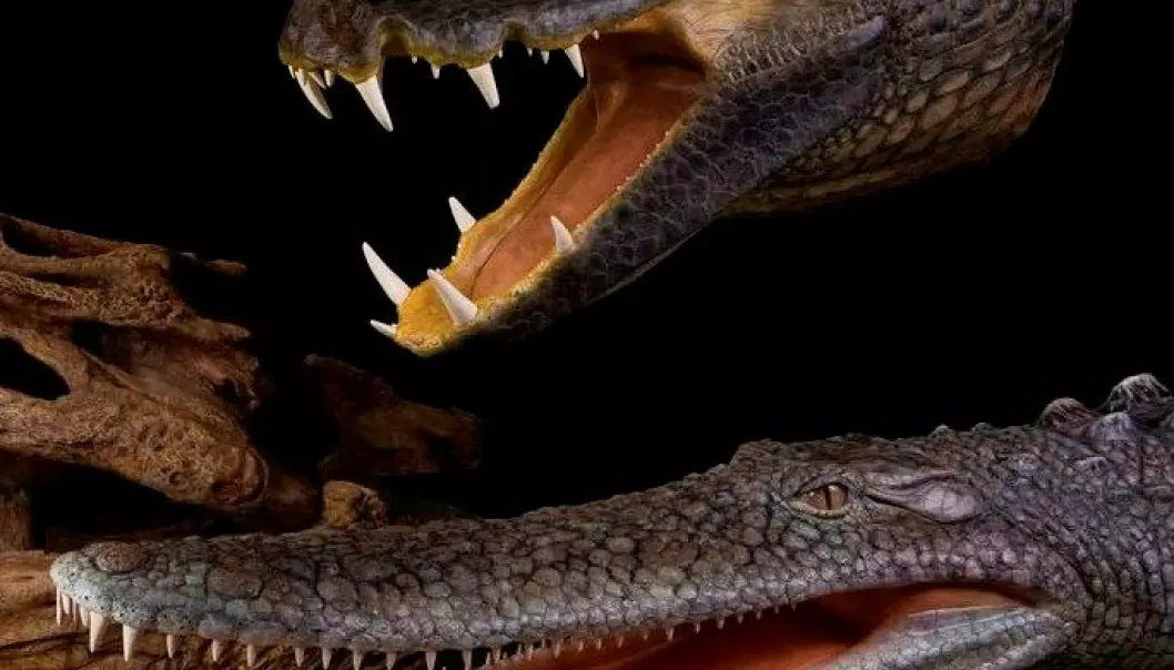 Bisarre krokodiller i kritt