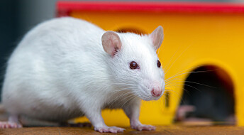 Forskere skjenket rotter fulle og fant ut hvorfor noen drikker overdrevent mye