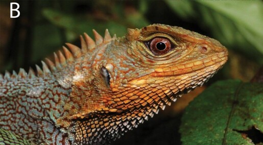 En ny art av fargerike og drage-lignende øgler er oppdaget i Peru