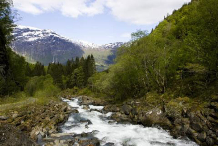 Rødalger i norske elver er kartlagt. (Foto: Colourbox.no) Rødalger i norske elver er kartlagt. (Foto: Colourbox.no)