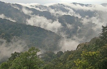 Africa’s mountain forests store more carbon than previously thought